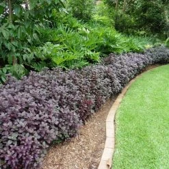 Ozbreed Shrubs Alternanthera Dentata Little Ruby™