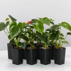 Indoor Garden Anthurium Andreanum Great Red Easy Care Plants