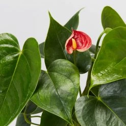 Indoor Garden Anthurium Aloha Red Easy Care Plants
