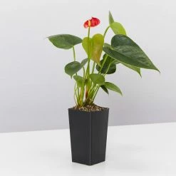 Indoor Garden Anthurium Aloha Red Easy Care Plants
