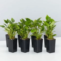 Indoor Garden Anthurium Adreanum Purple Arc Shrubs