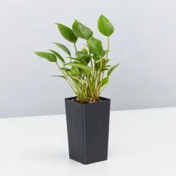 Indoor Garden Pretty-in-Pink Box