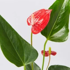 Plants In A Box Anthurium Variety