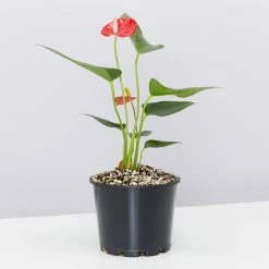Pot + Plant Gift Box Anthurium Flowering Varieties - Pot + Plant + Soil
