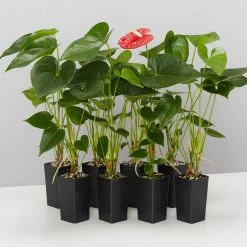 Indoor Garden Anthurium Jambo Red