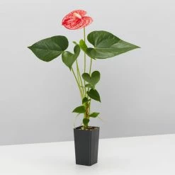 Indoor Garden Anthurium Jambo Red