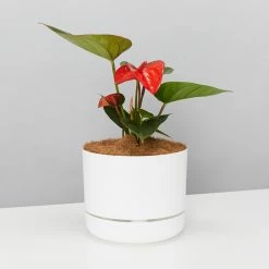 Pot + Plant Gift Box Anthurium Flowering Varieties - Pot + Plant + Soil
