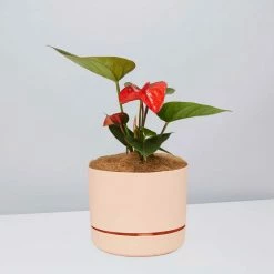 Pot + Plant Gift Box Anthurium Flowering Varieties - Pot + Plant + Soil