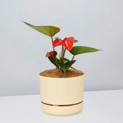 Pot + Plant Gift Box Anthurium Flowering Varieties - Pot + Plant + Soil