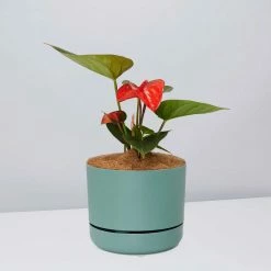 Pot + Plant Gift Box Anthurium Flowering Varieties - Pot + Plant + Soil