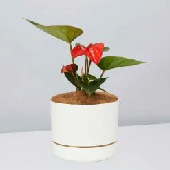 Pot + Plant Gift Box Anthurium Flowering Varieties - Pot + Plant + Soil
