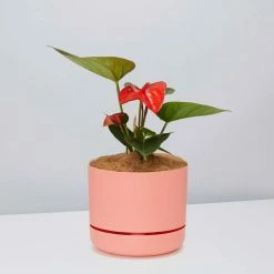 Pot + Plant Gift Box Anthurium Flowering Varieties - Pot + Plant + Soil