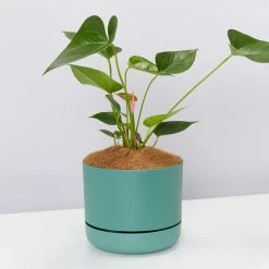Pot + Plant Gift Box Anthurium Flowering Varieties - Pot + Plant + Soil