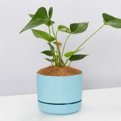 Pot + Plant Gift Box Anthurium Flowering Varieties - Pot + Plant + Soil