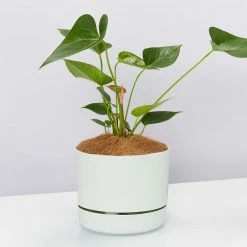 Pot + Plant Gift Box Anthurium Flowering Varieties - Pot + Plant + Soil