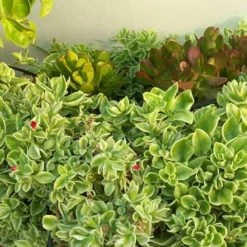 Succulents Full Sun Aptenia Cordifolia Variegata
