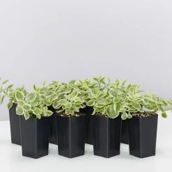 Succulents Full Sun Aptenia Cordifolia Variegata