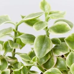 Succulents Full Sun Aptenia Cordifolia Variegata