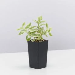 Succulents Full Sun Aptenia Cordifolia Variegata