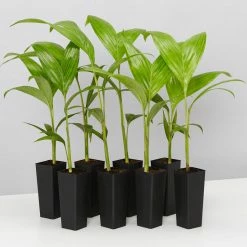 Shrubs Australian Native Plants Archontophoenix Alexandrae Alexander Palm