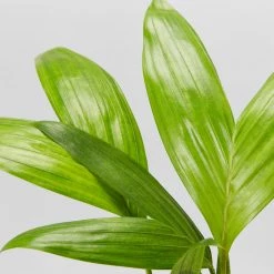 Shrubs Australian Native Plants Archontophoenix Alexandrae Alexander Palm