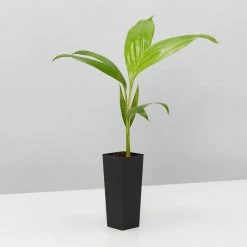 Shrubs Australian Native Plants Archontophoenix Alexandrae Alexander Palm