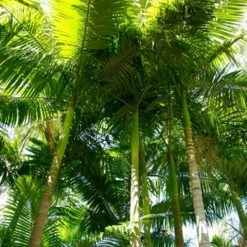 Shrubs Australian Native Plants Archontophoenix Alexandrae Alexander Palm