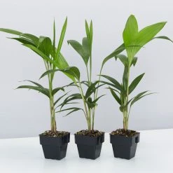 Shrubs Full Sun Archontophoenix Cunninghamiana