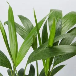 Shrubs Full Sun Archontophoenix Cunninghamiana