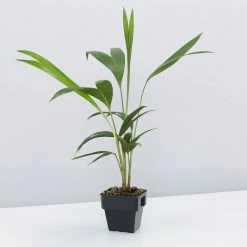 Shrubs Full Sun Archontophoenix Cunninghamiana