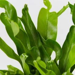 Indoor Garden Asplenium Antiquum Crissie Crested Birds Nest Fern Narrow Spaces