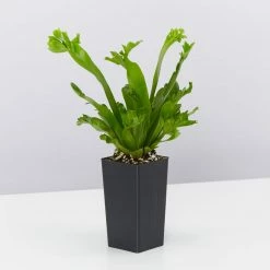 Indoor Garden Narrow Spaces Asplenium Antiquum Leslie