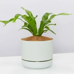 Indoor Garden Narrow Spaces Asplenium Antiquum Crissie 85mm