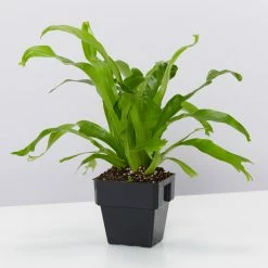 Indoor Garden Narrow Spaces Asplenium Antiquum Crissie 85mm