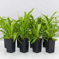 Indoor Garden Asplenium Antiquum Victoria Narrow Spaces