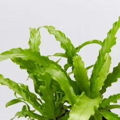Indoor Garden Asplenium Antiquum Victoria Narrow Spaces