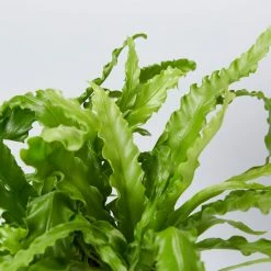 Indoor Garden Asplenium Antiquum Victoria Narrow Spaces