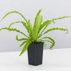 Indoor Garden Asplenium Antiquum Victoria Narrow Spaces
