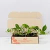 Indoor Garden Plant Packs Pothos Mixed Houseplant Pack