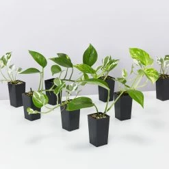 Indoor Garden Plant Packs Pothos Mixed Houseplant Pack