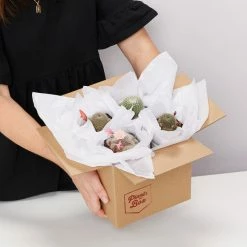 Elho Plant + Pot Multi Packs Mini Eco Gifting Pots With Cacti