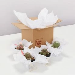 Elho Plant + Pot Multi Packs Mini Eco Gifting Pots With Cacti