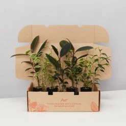 Indoor Garden Assorted Ficus Pack Plant Packs