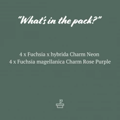 Shrubs Border Plants Potted Pretties Full Shade Mix