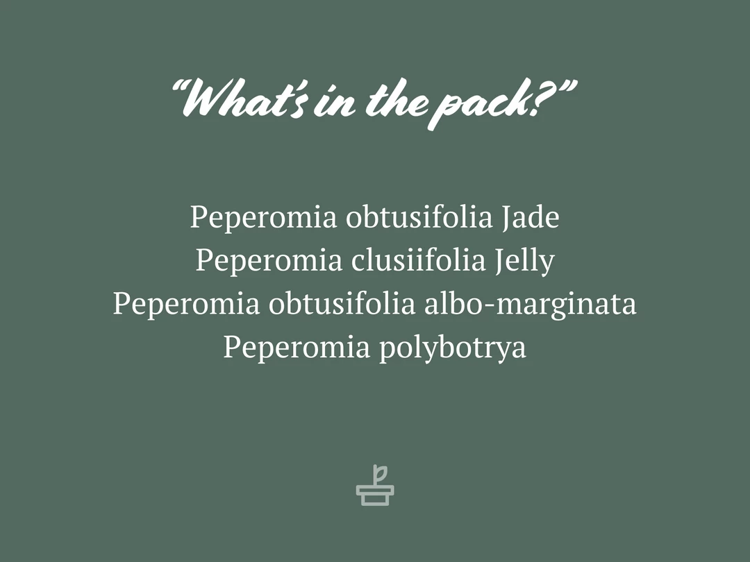 Indoor Garden Pet-friendly Indoor Plants All About Peperomia Pack 4 Indoor Garden Pet-friendly Indoor Plants All About Peperomia Pack