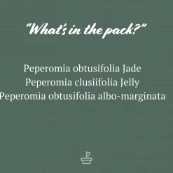 Indoor Garden All About Peperomia Pack - Larger Plants Pet-friendly Indoor Plants 15 Indoor Garden All About Peperomia Pack - Larger Plants Pet-friendly Indoor Plants