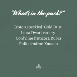 Shrubs Pool Friendly Plants Tropical Mixed Pack Of Outdoor Plants