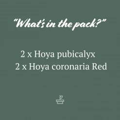 Indoor Garden Climbing Plants Assorted Hoya Plant Box