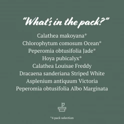 Indoor Garden Child Friendly Indoor Plants Pack Easy Care Plants