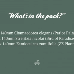 Shrubs Screening Plants The Easy Care Plant Pack - Trio